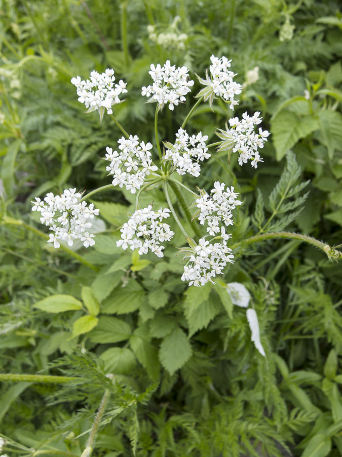 Chaerophyllum hirsutum / Cerfoglio selvatico